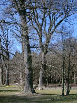 Flammersfeld Eichen in Rott